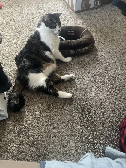 Black and white cat sitting on shag carpet with a paw resting by a Kitty Kurlz cardboard scratcher