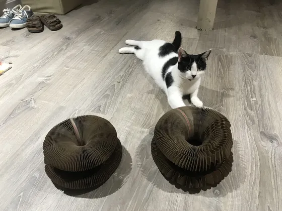 Black-and-white cat lying behind two folded Kitty Kurlz cardboard scratchers on a gray wood floor
