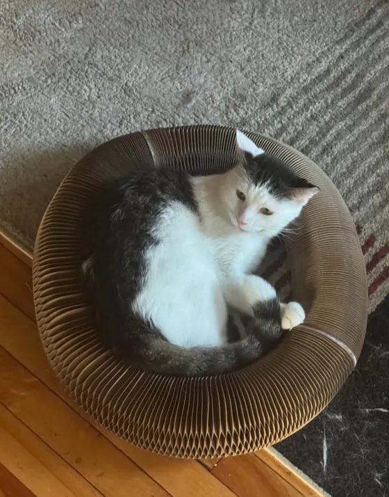 Black-and-white cat curled inside a Kitty Kurlz cardboard scratcher bowl on carpet