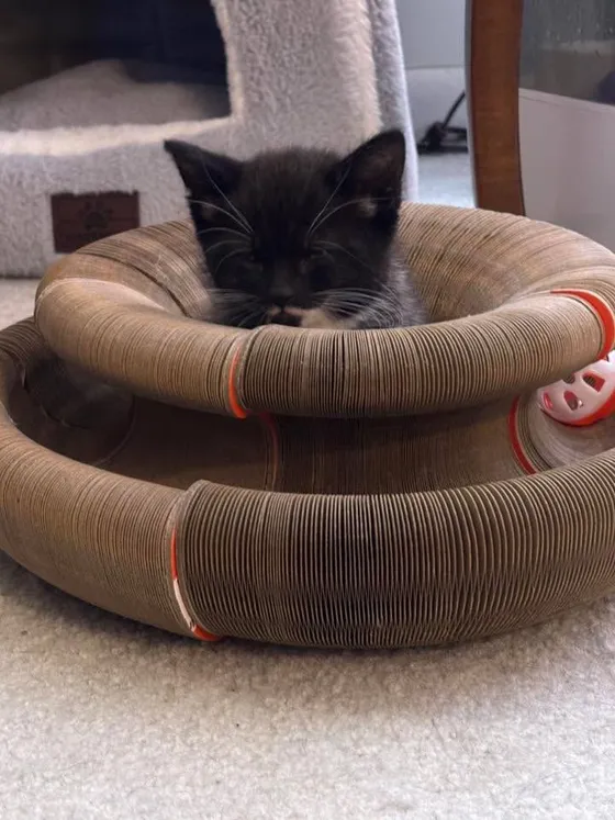 Tuxedo kitten dozing inside a Kitty Kurlz cardboard scratcher ring with a rattle ball in the track