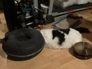 Fluffy black-and-white cat nosing behind a felt donut bed with a folded Kitty Kurlz scratcher nearby