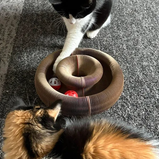 Tuxedo cat reaching a paw into a Kitty Kurlz scratcher ring while a calico watches