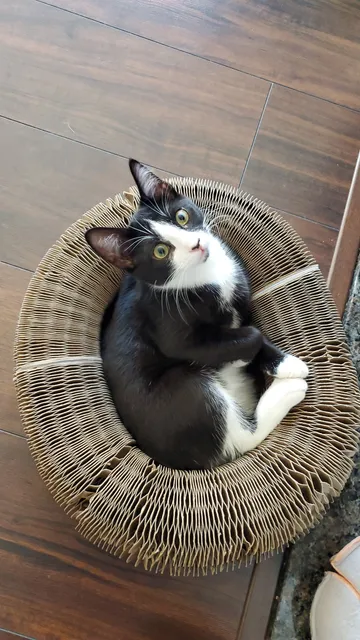 Tuxedo cat curled inside a Kitty Kurlz cardboard scratcher ring looking up from a dark wood floor
