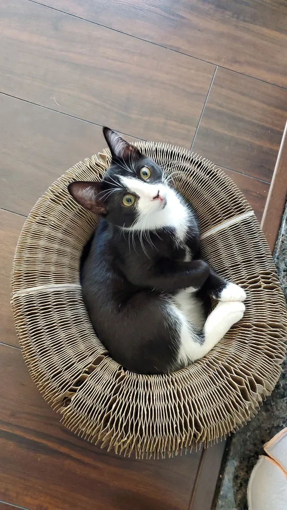 Tuxedo cat curled inside a Kitty Kurlz cardboard scratcher ring looking up from a dark wood floor