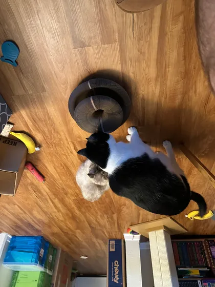 Tuxedo cat and lynx-point tabby sniffing a Kitty Kurlz scratcher ring on a hardwood floor