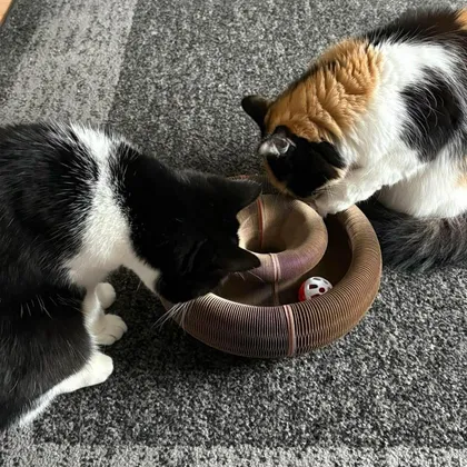 Tuxedo cat and calico longhair investigating the ball track of a Kitty Kurlz cardboard scratcher