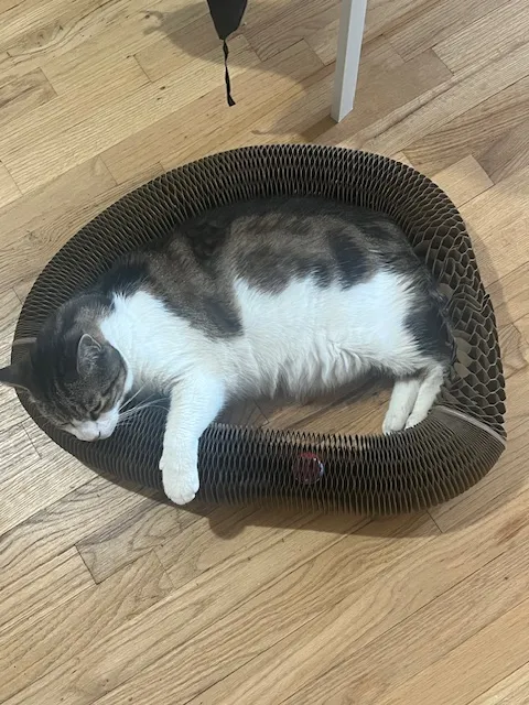 Tuxedo cat sitting inside a Kitty Kurlz cardboard scratcher bowl on a teal rug