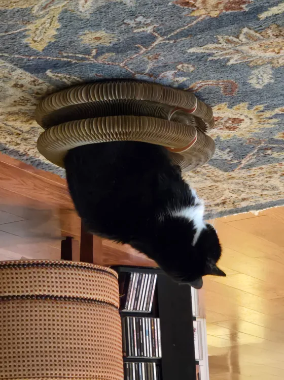 Tuxedo cat sitting inside a Kitty Kurlz cardboard scratcher ring on a patterned rug