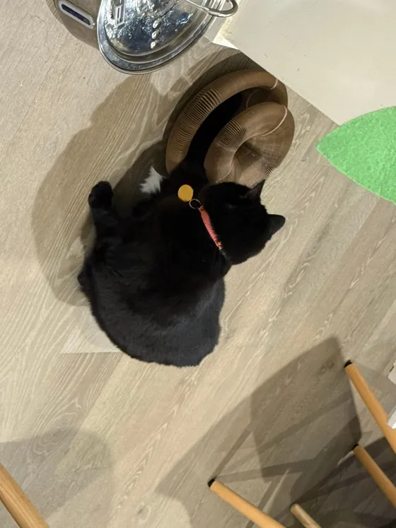 Black cat with a pink collar sitting beside a curled Kitty Kurlz scratcher on light wood flooring