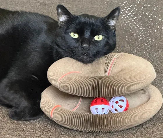 Black cat resting its chin on a folded Kitty Kurlz scratcher with red and white rattle balls in the track