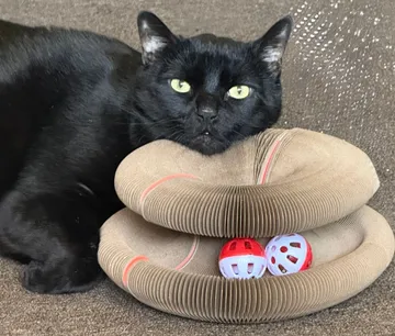 Black cat resting its chin on a folded Kitty Kurlz scratcher with red and white rattle balls in the track