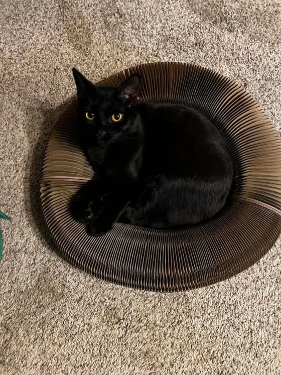 Black cat with golden eyes curled inside a Kitty Kurlz cardboard scratcher ring on carpet