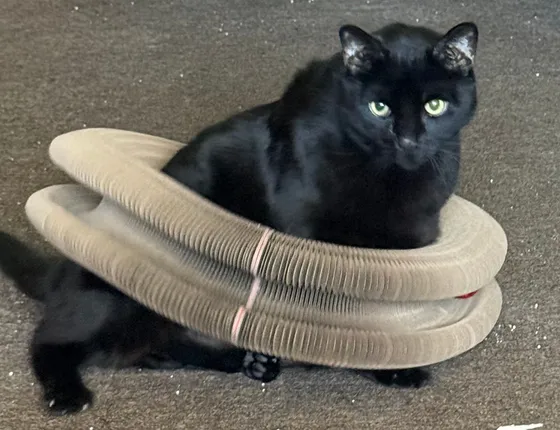 Green-eyed black cat sitting inside a Kitty Kurlz scratcher ring wrapped around its body