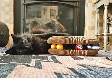 Black cat lounging behind a Kitty Kurlz cardboard scratcher showing the rattle balls inside its track