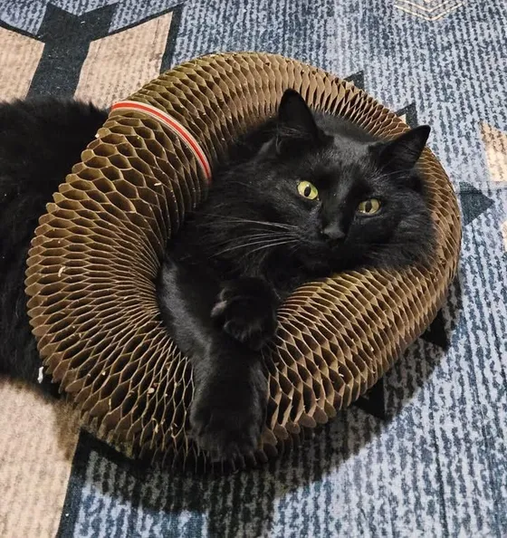 Fluffy black cat with yellow eyes lounging inside a Kitty Kurlz cardboard scratcher ring on a blue rug