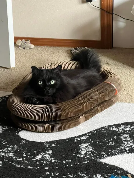 Black longhaired cat with green eyes lounging in a Kitty Kurlz cardboard scratcher