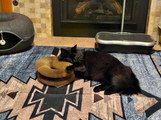 Black longhaired cat resting its head on a Kitty Kurlz cardboard scratcher in front of a fireplace