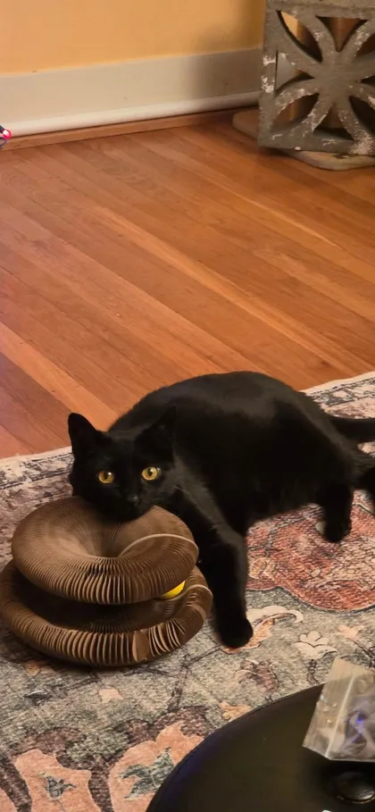 Black cat resting its chin on stacked Kitty Kurlz cardboard scratcher rings on a patterned rug