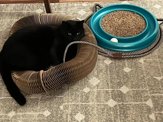 Black cat lying inside a Kitty Kurlz cardboard scratcher ring next to a turquoise track ball toy