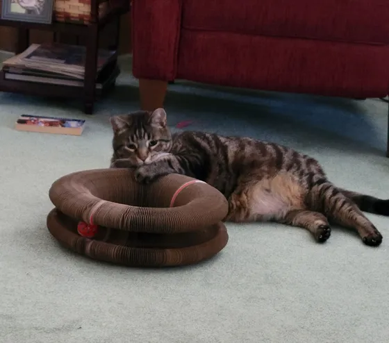 Brown tabby cat lying beside a Kitty Kurlz cardboard scratcher and nibbling its top edge