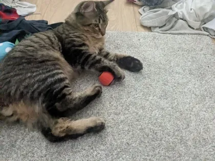 Tabby cat clutching a red rattle ball from a Kitty Kurlz scratcher while lying on a gray rug