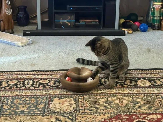 Brown tabby batting the rattle balls inside a Kitty Kurlz scratcher ring on an oriental rug