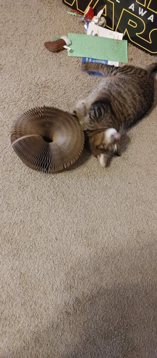 Brown tabby rolling playfully beside a Kitty Kurlz cardboard scratcher ring on beige carpet