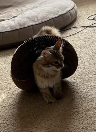 Longhaired tabby cat sitting with a Kitty Kurlz scratcher arched over its back like a shell