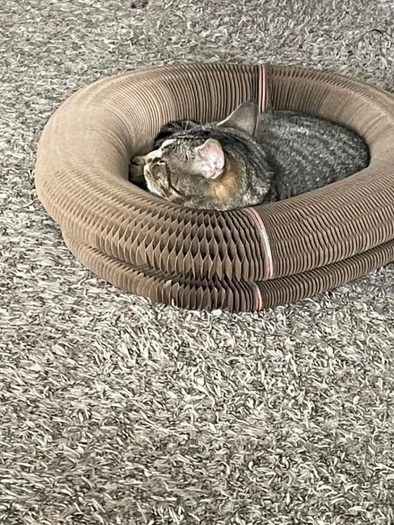 Tabby cat sleeping curled inside a Kitty Kurlz cardboard scratcher ring on gray shag carpet