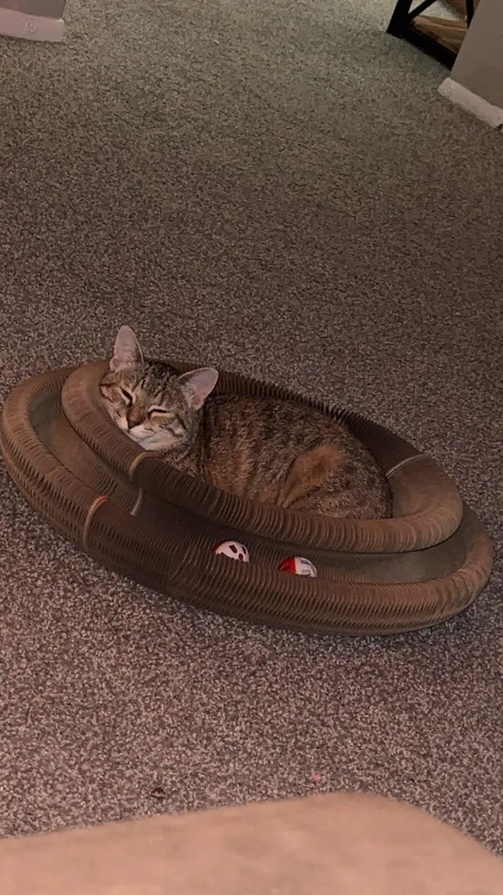Brown tabby curled asleep inside a Kitty Kurlz scratcher ring with rattle balls in the track