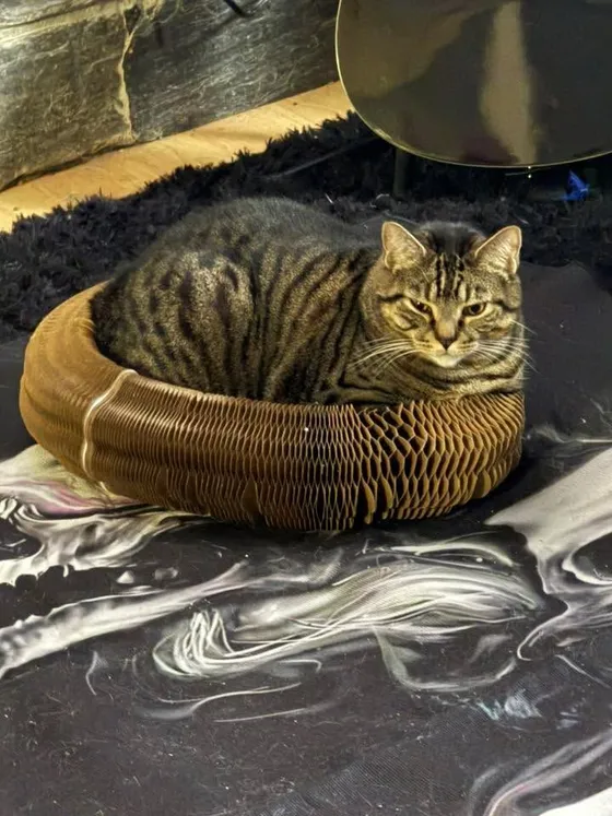 Brown tabby cat loafing inside a Kitty Kurlz cardboard scratcher ring and staring straight at the camera