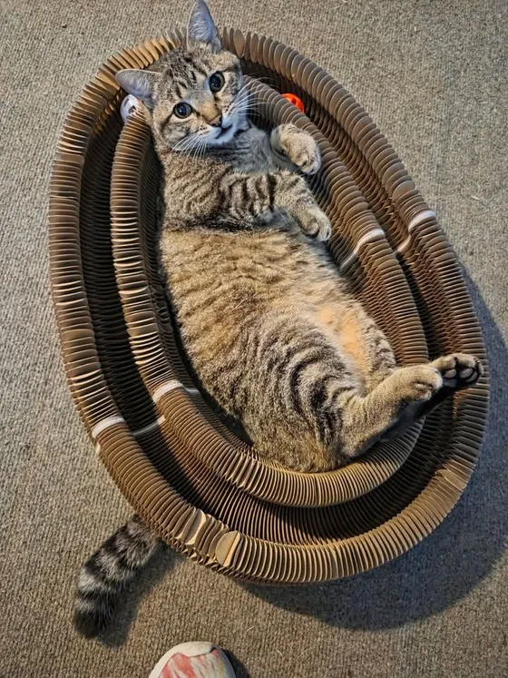 Overhead view of a tabby cat lying belly-up inside a Kitty Kurlz cardboard scratcher ring