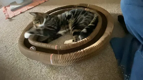 Tabby cat lying in a Kitty Kurlz cardboard scratcher track batting at a rattle ball
