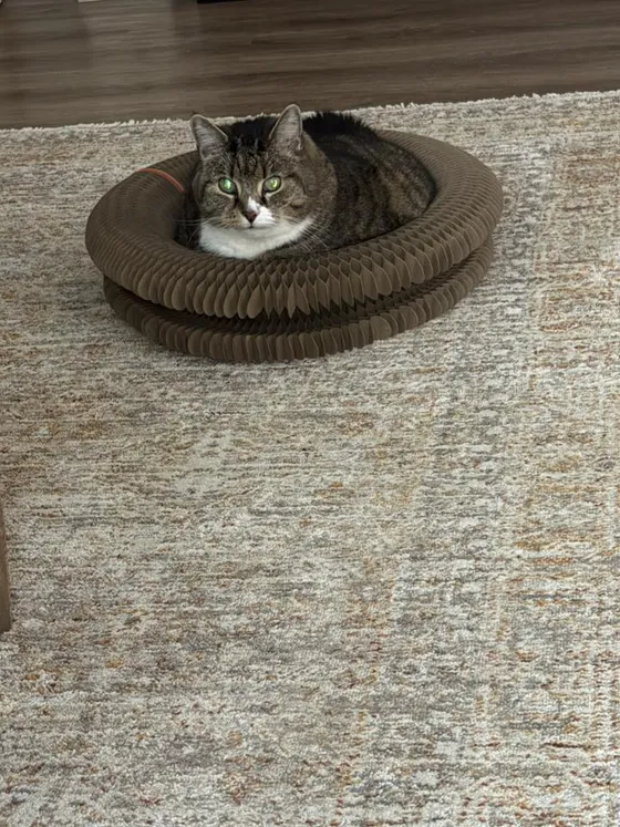 Brown tabby cat loafing inside a Kitty Kurlz cardboard scratcher ring on a beige rug