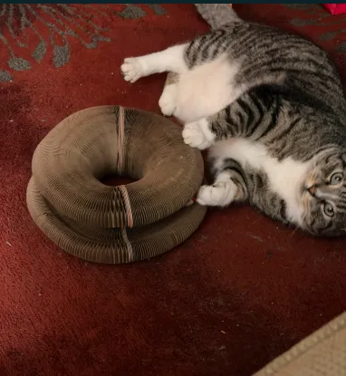 Brown tabby cat lounging next to a stacked Kitty Kurlz cardboard scratcher ring on a red carpet
