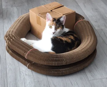 Calico cat lounging in a Kitty Kurlz cardboard scratcher next to its shipping box on a gray wood floor