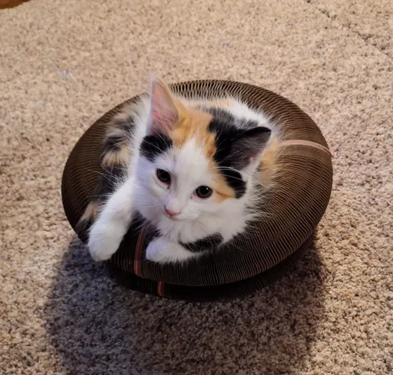 Calico kitten peeking over the edge of a Kitty Kurlz cardboard scratcher donut on carpet