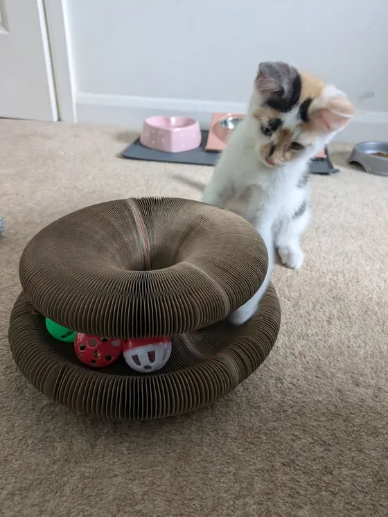 Calico kitten peering at the colorful rattle balls inside a Kitty Kurlz cardboard scratcher