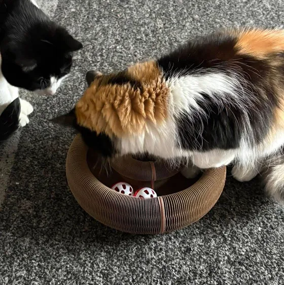 Calico longhair leaning over a Kitty Kurlz scratcher ring with white rattle balls as a tuxedo cat looks on