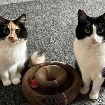 Calico longhair and tuxedo cat sitting on either side of a Kitty Kurlz cardboard scratcher ring with a red rattle ball