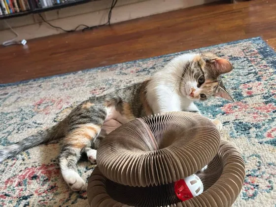 Calico cat reclining behind a Kitty Kurlz cardboard scratcher with a red-and-white rattle ball in its track