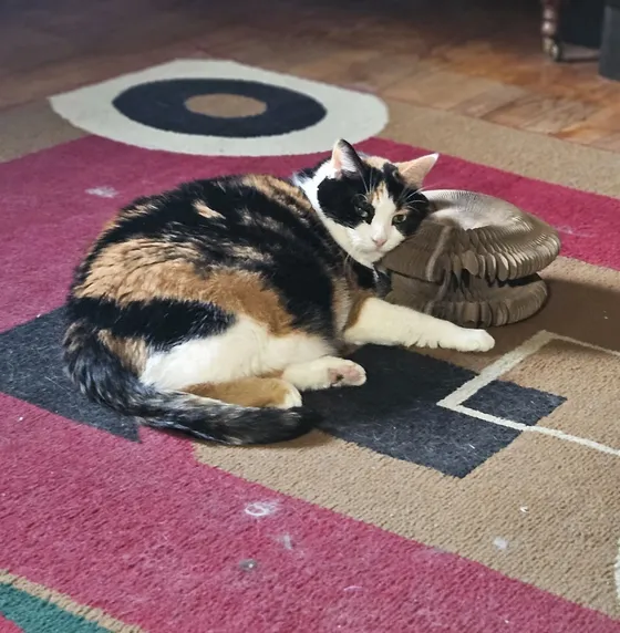 Calico cat resting its head on a folded Kitty Kurlz cardboard scratcher on a red patterned rug