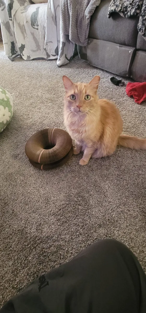 Cream-and-orange longhaired cat sitting beside a folded Kitty Kurlz cardboard scratcher on living room carpet