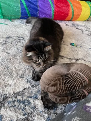Dark longhair kitten sitting next to a Kitty Kurlz cardboard scratcher in front of a rainbow play tunnel