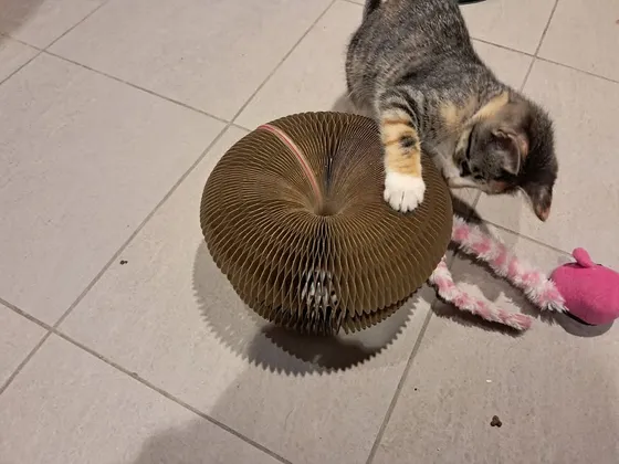 Dilute calico cat pawing the top of a Kitty Kurlz scratcher dome on a tile floor