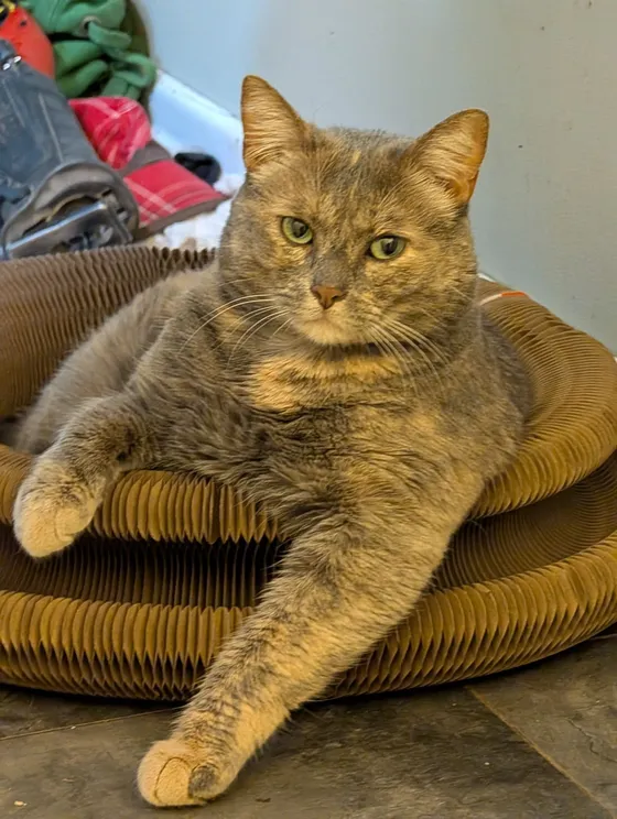 Dilute tortie cat lounging in a Kitty Kurlz cardboard scratcher with a front leg stretched onto the floor