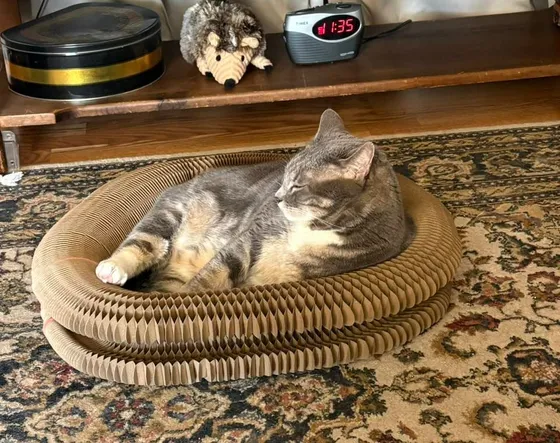 Dilute tortie cat napping inside a Kitty Kurlz cardboard scratcher ring on an oriental rug