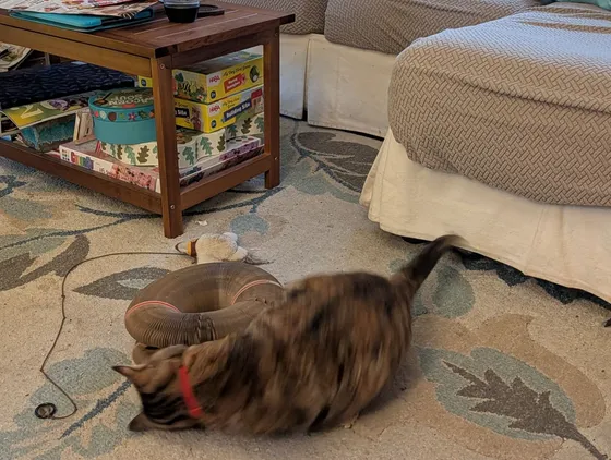 Dilute tortie cat pouncing on a Kitty Kurlz cardboard scratcher ring on a living room rug