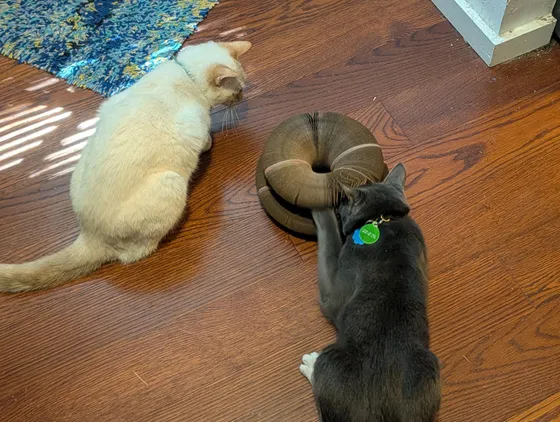 Flame point cat and gray cat investigating a stacked Kitty Kurlz cardboard scratcher on a hardwood floor