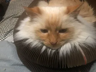Close-up of a flame point longhair cat resting its chin on a Kitty Kurlz cardboard scratcher